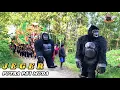 Download Lagu JEGER VOC. ELIZA HENDRA - PUTRA PAI MUDA (PPM) || SINGA DEPOK