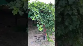 ابعدوني وخلوني بعيد عن صدى صوت خلي لأسمعه 