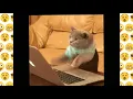 cat typing