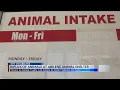 Abilene animal shelters see influx of dogs and cats in July