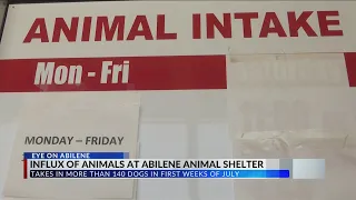 Abilene animal shelters see influx of dogs and cats in July