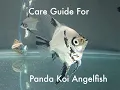 Download Lagu How to take care of a panda koi angelfish.