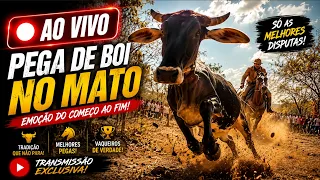 🔴 PEGA DE BOI NO MATO AO VIVO | GRANDES DISPUTAS E MUITA EMOÇÃO 🐂🔥