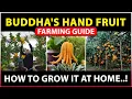 Buddha s hand fruit Farming How to grow buddha s hand fruit plant at Home