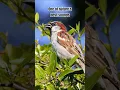 Download Lagu Suara kicauan burung pipit yang gembira