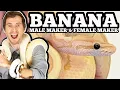Banana Ball Python Genetics Understanding Male Maker and Female Maker