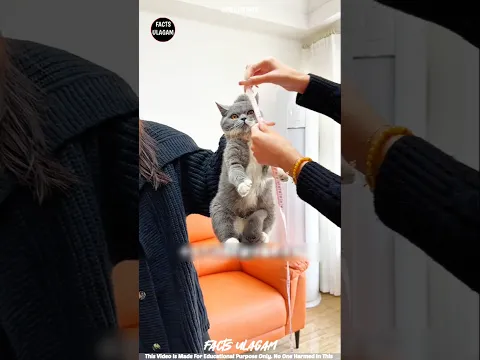 Owner Builds a Dream Aquarium for her cat 😻🐠| #factsintamil #factsulagam #short