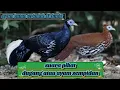 Download Lagu suara pikat dugang atau ayam sempidan sumatera || ayam hutan terindah di dunia