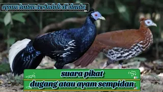suara pikat dugang atau ayam sempidan sumatera ayam hutan terindah di dunia