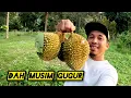 Lagu Badol Pergi Negeri Sembilan Kutip Durian Di Kebun #gengdunia 