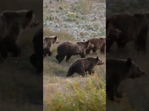 2026 update: Grizzlies in the Lower 48 remain protected under the Endangered Species Act. #grizzlies