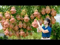 Download Lagu Harvesting Rare Bell Pear Fruits \u0026 Making Homemade Red Velvet Cake | Cooking in Village