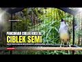 Lagu suara burung CIBLEK GACOR NGEBREN Pancingan Ciblek Semi bahan jadikan ciblek kristal gacor Tarung