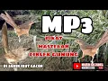 Download Lagu Suara Pikat Dan Masteran Ciblek Gunung Di Jamin Bakal Ikut Gacor