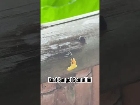 Kuat Banget Semutnya #semut #semutireng