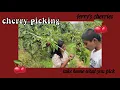 Let s go Cherry Picking Holiday edition Jerry s Cherries Allayna and Geo Orange Sydney