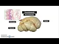 The Anatomy of a Ruminant Stomach