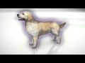 Bravecto Chew - How does it work