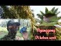 Download Lagu Berburu Tekukur Pakai Pikat mp3 Di Perkebunan Sawit Tekukurnya Auto 10 meteran