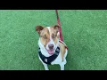 Smart Shelter Dog Shows Off Her Skills Adopt Me SF SPCA