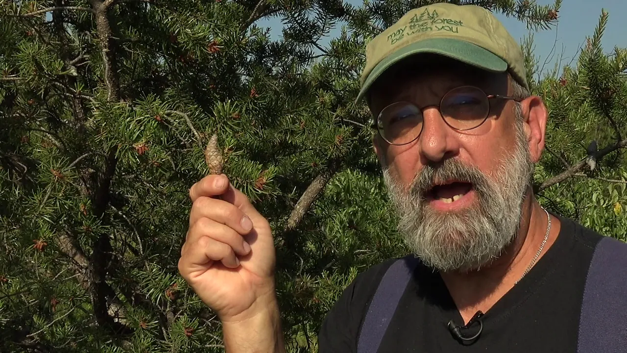 Jack Pine - Ugly but interesting!