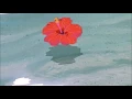 Fallen Roses - Yours And Nobody Else's (ft. B Dom) [Free Download]