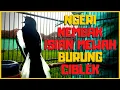 Suara Kacer Gacor Roll Speed Tembak Isian Burung Ciblek Dijamin Bagus Buat Pancingan