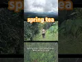 spring tea! #tea #chinesetea #gongfutea #baiyunteahouse #teapet #puertea #springtea