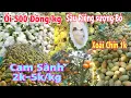 Download Lagu Sầu Riêng Bỏ Chất Thành đóng, Cam Sành 2k, Xoài Chín 1k, Ổi 500 Đồng/kg Đồng Loại Hạ Giá