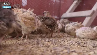 تربية طائر الفري السمان بالرقة فكرة بسيطة ومشروع ناجح  تربية طائر الفري السمان بالرقة فكرة بسيطة ومشروع ناجح