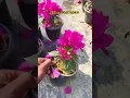 Download Lagu Small size Bougainvillea plant (online sale) #bougainvillea #online