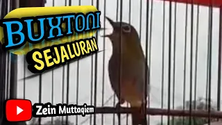 pleci buxtoni sejaluran buxtoni nembak sejalur