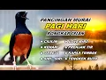 Lagu 🔴 LIVE 38 - Pancingan Murai Batu Pagi Hari Full Isian Tembakan kasar Murai Apapun Pasti Nyaut