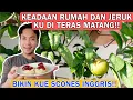 Lagu KEADAAN RUMAH DI TINGGAL SEMINGGU! JERUK DI TERAS MATANG!! BIKIN SCONES INGGRIS!!