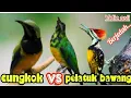Download Lagu PELATUK BAWANG  VS CUCAK CUNGKOK 44 SUARA KASAR