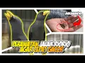 Download Lagu Perawatan jalak riorio agar cepat gacor