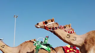 تغطية قناة الواحة لمهرجان سمو ولي عهد دبي للهجن ٢٠٢٠ الحلقة الاولي 