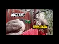 Download Lagu Trucukan vs Kutilang #burung #kicaumania #trending