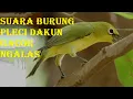 Download Lagu Suara burung pleci dakun gacor ngalas
