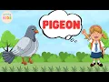 Pigeon Facts For Kids Learn All About Pigeons MON Kids