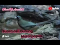 Suara asli burung murai papua @amanda013 @amandarafania9890