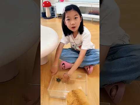This Little Girl’s Turtle Laid so Many Eggs