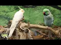 ASMR for Birds | Cricket & Parrot Sounds Nature Soundscape | HD Parrot TV  | 3+ Hours Bird Room TV