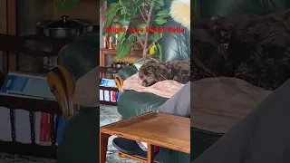 Opps tired dog