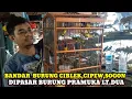 Lagu BANDAR BURUNG CIBLEK DAN LAIN-LAIN DIPASAR BURUNG PRAMUKA LANTAI DUA KIOS NASIKIN