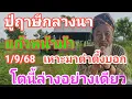 Download Lagu ปู่ฤาษีกลางนา แก้วหน้าม้า เหาะมาตำตึ้ง บอก 2 ตัวล่างอย่างเดียว