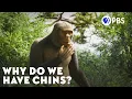 Download Lagu We're The Only Ones With Chins - And We Don't Know Why
