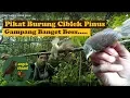 PIKAT BURUNG CIBLEK GUNUNG, DAPET BANYAK...