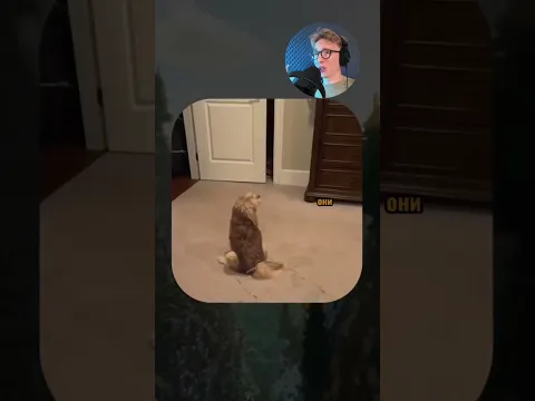 ВИРУСНЫЕ ВИДЕО / Кот решил всё проверить 🧭
