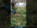 Download Lagu PENEMUAN ULAR RAKSASA YANG SUDAH TIDAK BERDAYA DI PERKEBUNAN SAWIT #shorts